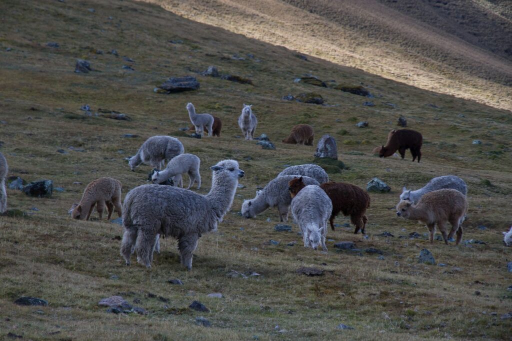 Alpaca's voor alpacawol